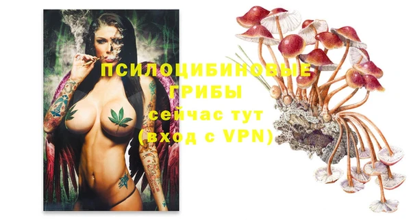 крисы Бородино